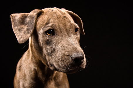 可爱的小狗的比特犬的肖像