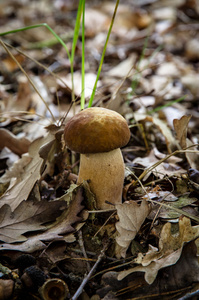 cep 蘑菇