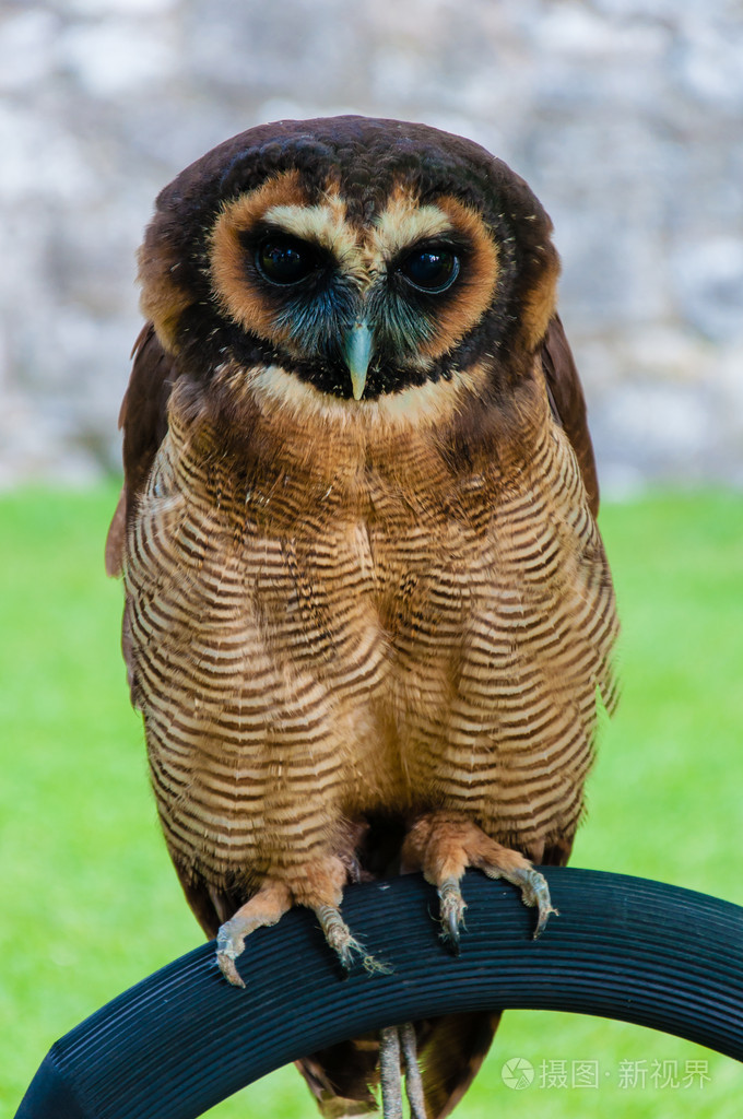 关闭起来的棕色木猫头鹰在绿色背景下的肖像