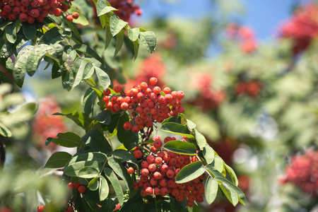 许多 rowanberries 挂在绿色的 banches 特写