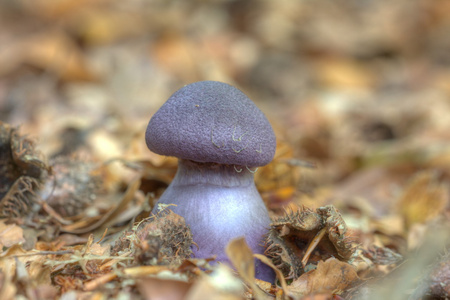 在森林中，荷兰的 laccaria amethystina