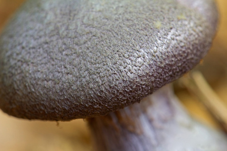 在森林中，荷兰的 laccaria amethystina