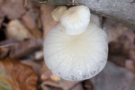 白蘑菇生长在枯木上, 荷兰