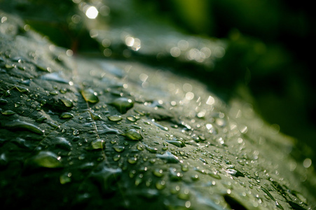 葡萄叶片与滴雨