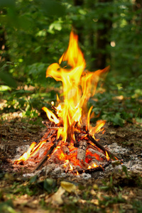 在森林里的篝火