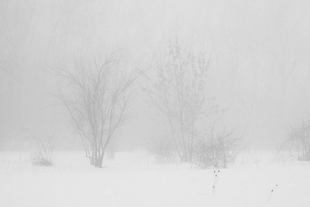 下雪在公园里的景观