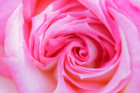 详细的色彩鲜艳 美丽 细腻的玫瑰