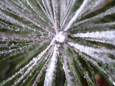 树, 针, 雪, 大, 圣诞节