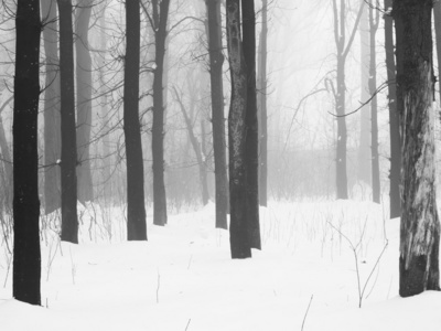 下雪在公园里的景观