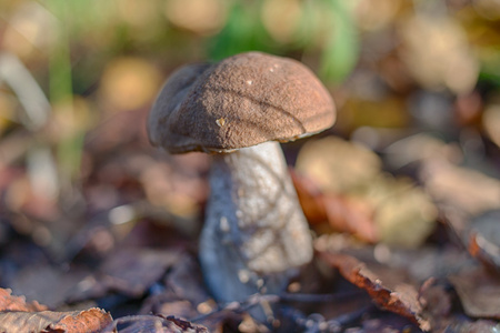 leccinum scabrum远东 scabrum