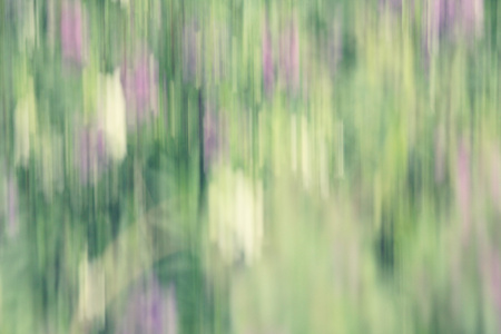 模糊的紫丹参花