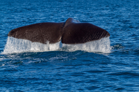 潜水的抹香鲸的尾巴图片