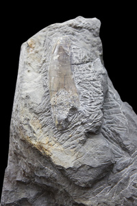 恐龙的牙齿化石