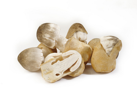 在白色草菇照片