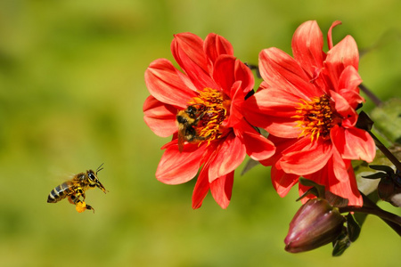 蜜蜂 api 在飞行和大黄蜂上花大丽花