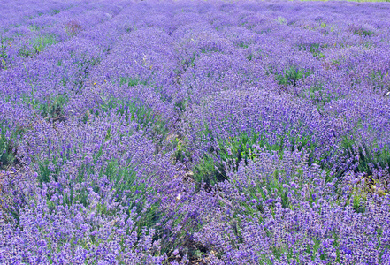  薰衣草田地