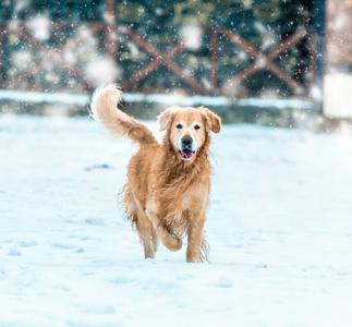 金毛猎犬在冬季公园图片