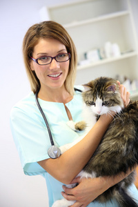 兽医女人控股猫在怀里