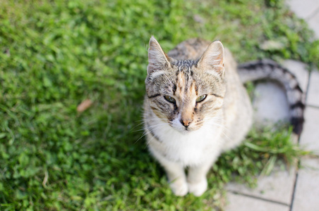 花园里的猫