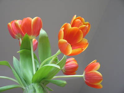 橙色和黄色郁金香插在花瓶里