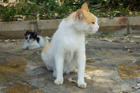 流浪猫和一只小猫。