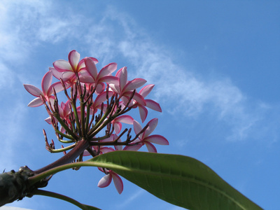 粉红色棕榈花