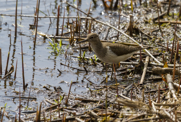 普通沙眼低血容量性腺炎