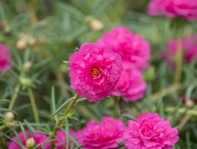 马齿苋花