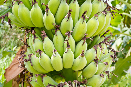许多原始的香蕉