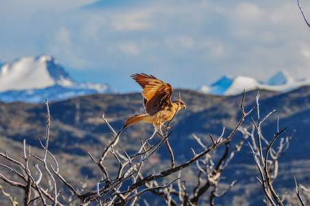 祈祷鸟在公园国立托雷斯德尔潘恩 智利