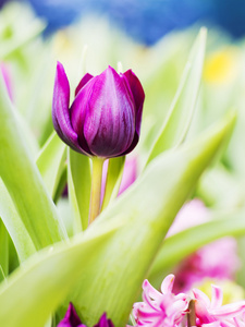 郁金香花卉园艺