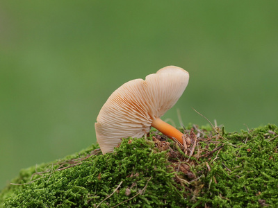 蘑菇和苔藓绿色背景，系列