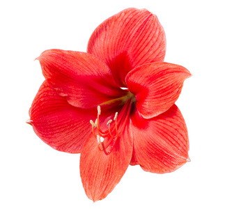 白底红色花图片