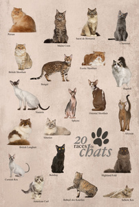猫品种海报在法国