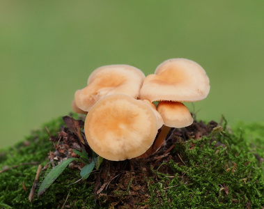 蘑菇和苔藓绿色背景，系列