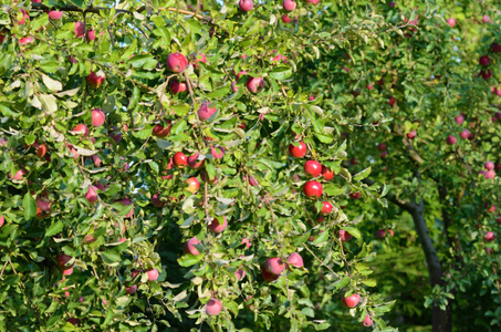 新鲜成熟的苹果，苹果在花园里的树枝上