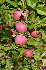 新鲜成熟的苹果，苹果在花园里的树枝上