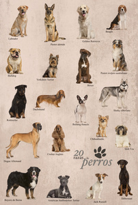 在西班牙语中的狗品种海报图片