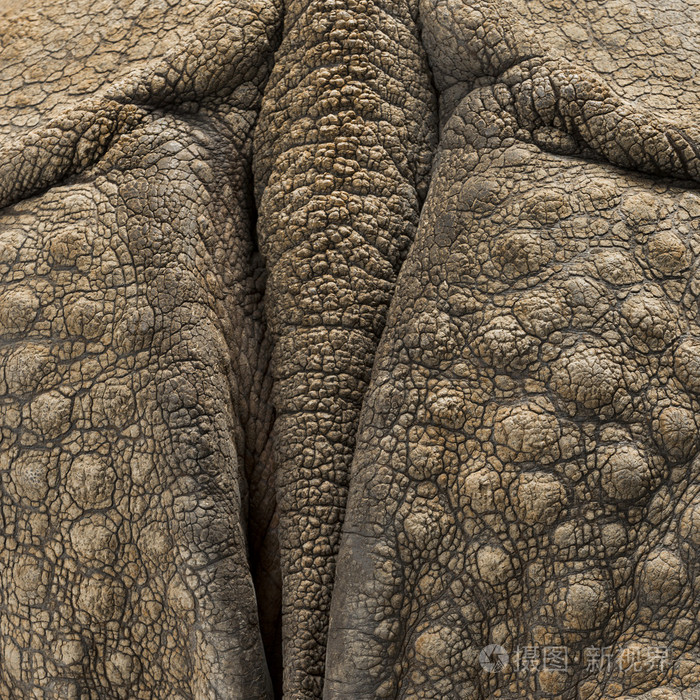 印度犀牛皮肤上特写