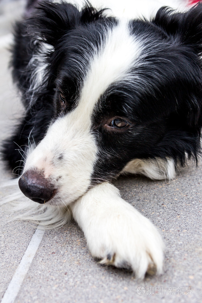 摄图新视界 照片 动物 伤心的边境牧羊犬.jpg