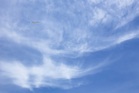 海鸥飞在美丽的多云的天空，自然背景