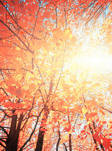 树枝着金色的落叶，秋天的背景