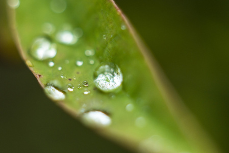 叶与雨水滴