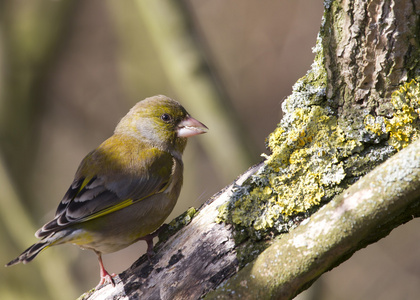 欧洲小金鸟图片