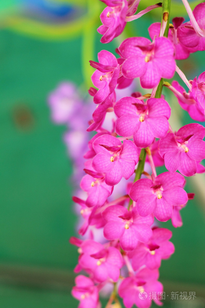 粉红色的兰花花的性质