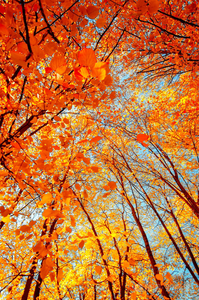 树枝着金色的落叶秋天的背景