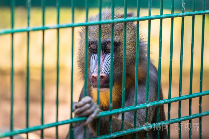 mandrill 猴子