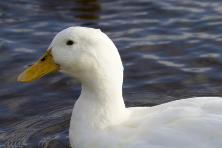 白颊鸭鸭子或鹊鸭坎古拉翅白鸭白鸭奥蒙白颊鸭熏鱼上附着的鳔采用寒冷