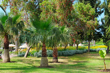 热带棕榈树和翠绿的草坪