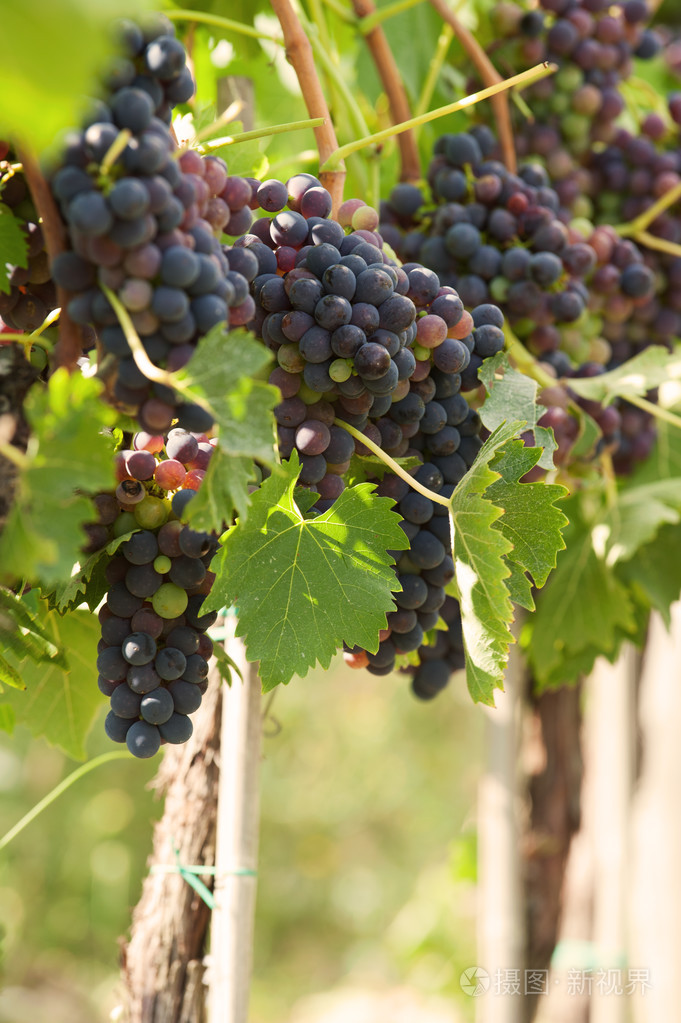 秋天的葡萄生长在温暖的阳光下